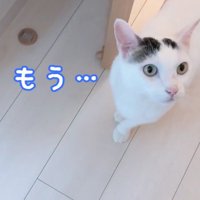 飼い主の後をついていく猫