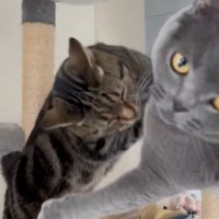 アメショに飛びつかれて飼い主に助けを求めるような視線を送るブリショ