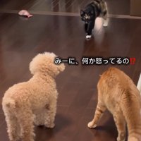 茶トラ猫に近寄る三毛猫