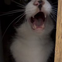 怒っている猫さん