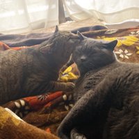 毛づくろいする猫たち