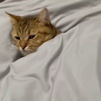 顔だけ出た姿