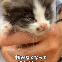 手で持たれる弱っている子猫