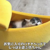 バナナベッドで遊ぶ写真1