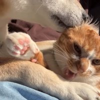 口を開けている猫の耳に口をくっつけている柴犬