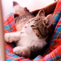 ブランケットの上で横になる猫