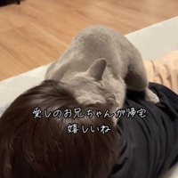 人にすり寄っている猫