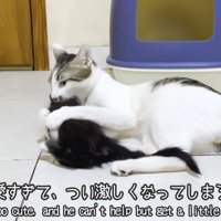 成猫にからまれる子猫