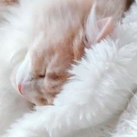 毛布の質感とそっくりな長毛猫
