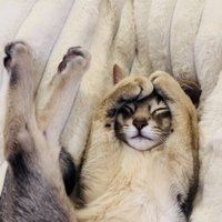 毛布の上で眠るアビシニアン