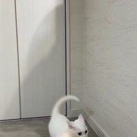 2匹の猫