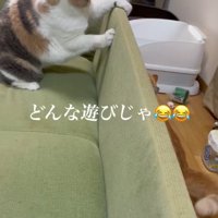 ソファに乗る三毛猫と、ソファ裏に隠れる茶トラ猫