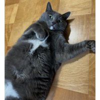 室内にいる猫