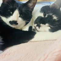 顔をくっつけてくつろいでいる2匹の猫