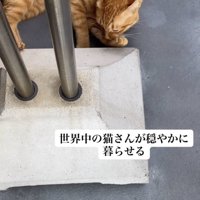 「世界中の...」のテロップ写真