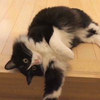 階段の端にいるチコちゃん