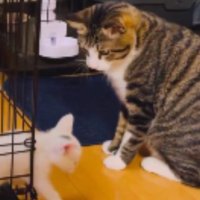 ケージの中にいる子猫と外にいる成猫