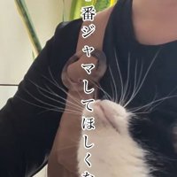 人の膝の上に乗っている猫