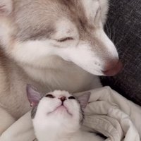犬を見上げる子猫