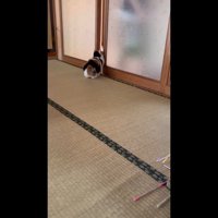 隙間に前足を入れて