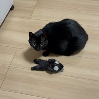 おもちゃと黒猫