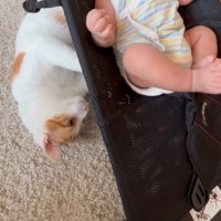 バウンサーの下にいる猫