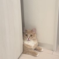 顔パック中の飼い主さんを見て驚くサイベリアン