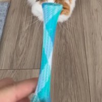 棒状のおもちゃを持つ飼い主の手