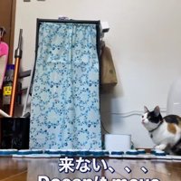 座り込む猫