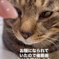 眠そうなキジトラ猫の顔のドアップ