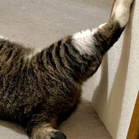 猫の下半身のアップ