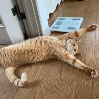 室内にいる猫