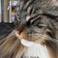 目を閉じる猫