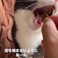 顔の角度を変えて食べようとする猫