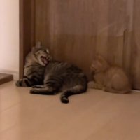 威嚇する成猫