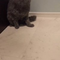 ドライヤーをしている猫