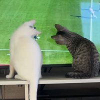 テレビ画面の中のボールを見つめる猫たち