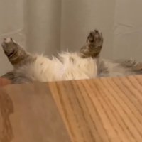 仰向けになっているキジトラ模様の猫の足