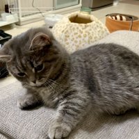 見つめる猫