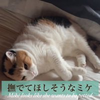 寝る猫
