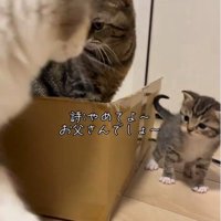 怒られる猫