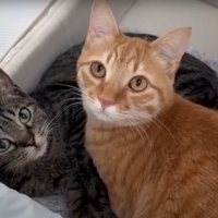 くつろぐ2匹の猫