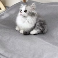 上の方を見つめる子猫