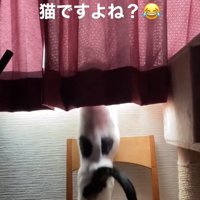 ジャンプして体がブレている猫の後ろ姿