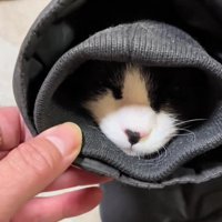 袖の中の猫