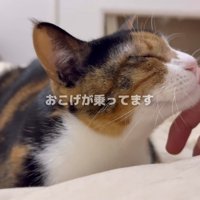 主さんのお腹でおちついているおこげちゃん