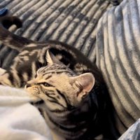 人の腕を噛んでいる猫