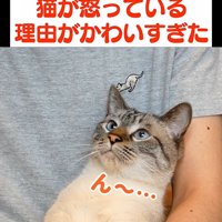 上を見ている猫