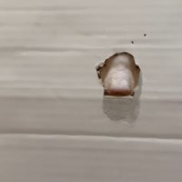 穴から見える猫の鼻