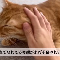 テロップ「撫でられてる～」